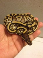 mojave male.JPG