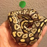 mojave f_greendot.jpg
