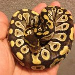 mojave f.jpg