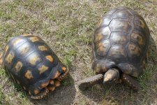 Amazon Basin Yellow Foots.jpg