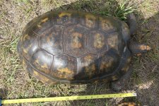 Amazon Basin Yellow Foot Male.jpg