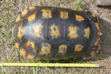 Amazon Basin Yellow Foot FM.jpg