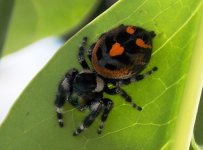 P_audax_female.jpg