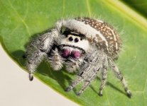 brown&tan_regius_female.jpg