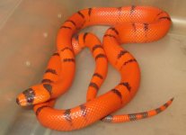 Male Hypo Hondo #1.jpg