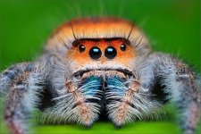 phidippus-regius-orange-2.jpg