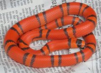 Male Hypo Hondo #2.jpg