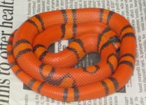 Male Hypo Hondo #3.jpg