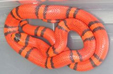 Male Hypo Hondo #4.jpg
