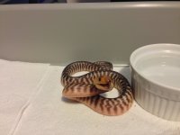 angry baby.jpg