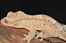 DSC_1033.jpg