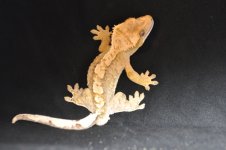 DSC_1086.jpg