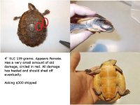 Small Australis .jpg