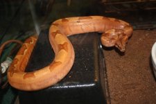 IMG_5208.jpg