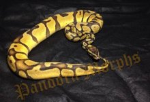 Pastel Enchi PM.jpg