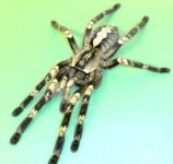 P.smithi compressed adult 1.jpg.JPG