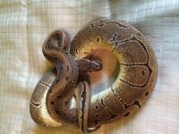 image.jpg