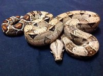 het albino.jpg