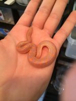 male albino 2.jpg