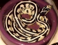 black and white kingsnake.jpg