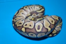 female5.jpg
