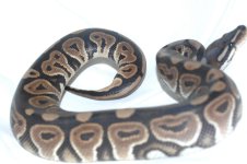 black pastel 005.jpg
