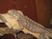 IMG_0525.jpg