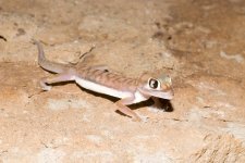 pachydactylus_rangei.jpg