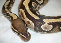 female mojave-cinny het pied 007.jpg