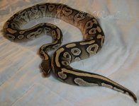 female mojave-cinny het pied 011.jpg