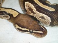 female mojave-cinny het pied 012.jpg