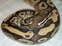 female mojave-cinny het pied 016.jpg