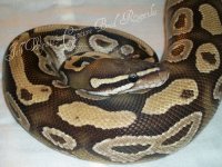 female mojave-cinny het pied 017.jpg