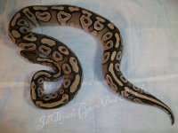 female mojave-cinny het pied 020.jpg