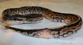 female mojave-cinny het pied 027.jpg