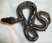 female mojave-cinny het pied 032.jpg
