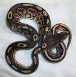 female mojave-cinny het pied 033.jpg
