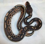 female mojave-cinny het pied 041.jpg
