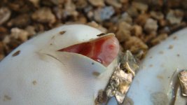 albino.jpg