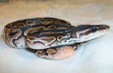 female mojave-cinny het pied 039.jpg