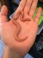 male albino 3.jpg