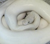 IVORY EGGS.jpg