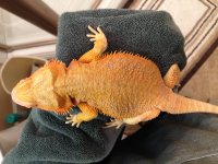 dragons3.jpg