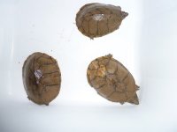 loggerheads.jpg