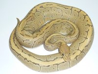 pinstripe og.jpg pinstripe og.jpg