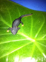 On leaf.jpg