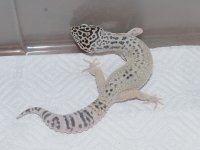 gem-snow-het-radar-f1.jpg