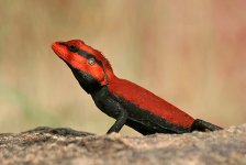 Peninsular_Rock_Agama_(Psammophilus_dorsalis)-_Male_breeding_plumage-_in_Hyderabad,_AP_W_IMG_771.jpg