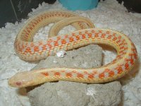 Red sided albino Kansas  strain 4 CB 07 adult female 01 25 2009.JPG