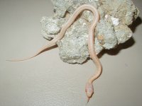 Red Sided albino Kansas strain CB 09 05 05 09.JPG